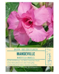 Sortenschild, Mandevilla amabilis