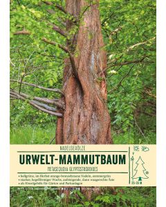 Sortenschild, Metasequoia glyptostroboides