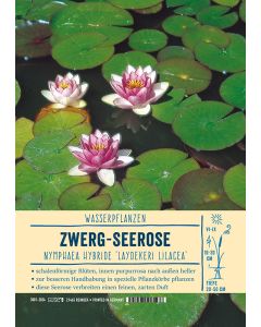 Sortenschild, Nymphaea Hybride 'Laydekeri Lilacea'