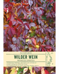 Sortenschild, Parthenocissus quinquefolia