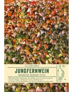 Sortenschild, Parthenocissus tricuspidata 'Veitchii'