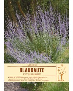 Sortenschild, Perovskia abrotanoides