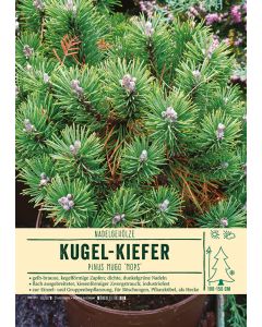 Sortenschild, Pinus mugo 'Mops'