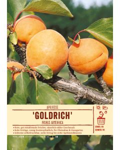 Sortenschild, Prunus armeniaca 'Goldrich' (Jumbo Cot)