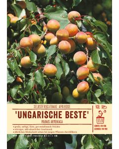 Sortenschild, Prunus armeniaca 'Ungarische Beste'