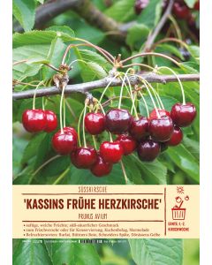 Sortenschild, Prunus avium 'Kassins Frühe Herzkirsche'