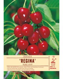 Sortenschild, Prunus avium 'Regina'