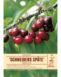 Sortenschild, Prunus avium 'Schneiders Späte Knorpelkirsche'