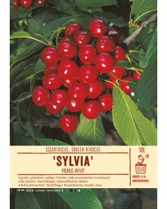 Sortenschild, Prunus avium 'Sylvia'