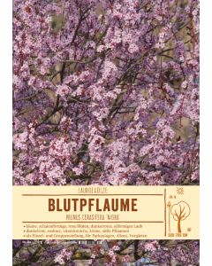 Sortenschild, Prunus cerasifera 'Nigra'