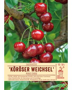 Sortenschild, Prunus cerasus 'Köröser Weichsel'