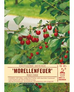 Sortenschild, Prunus cerasus 'Morellenfeuer'