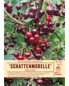 Sortenschild, Prunus cerasus 'Schattenmorelle'