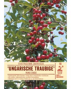 Sortenschild, Prunus cerasus 'Ungarische Traubige'