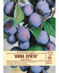 Sortenschild, Prunus domestica 'Anna Späth'