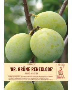 Sortenschild, Prunus domestica 'Große Grüne Reneklode'