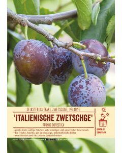 Sortenschild, Prunus domestica 'Italienische Zwetschge'