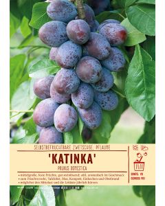 Sortenschild, Prunus domestica Katinka(S)