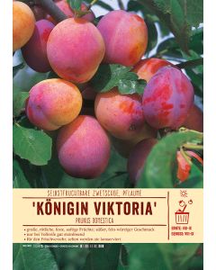 Sortenschild, Prunus domestica 'Königin Viktoria'