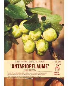Sortenschild, Prunus domestica 'Ontariopflaume'