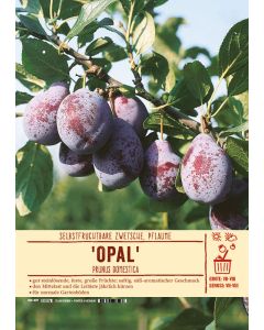 Sortenschild, Prunus domestica 'Opal'