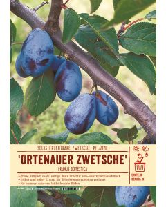 Sortenschild, Prunus domestica 'Ortenauer Zwetsche'