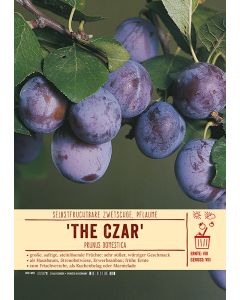 Sortenschild, Prunus domestica 'The Czar'