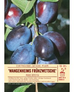 Sortenschild, Prunus domestica 'Wangenheims Frühzwetsche'