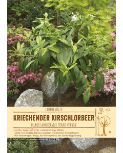 Sortenschild, Prunus laurocerasus 'Mount Vernon'