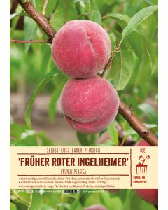 Sortenschild, Prunus persica 'Früher Roter Ingelheimer'