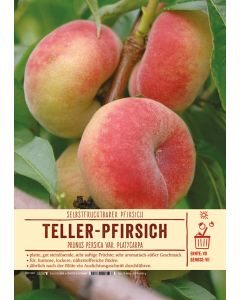 Sortenschild, Prunus persica var. platycarpa