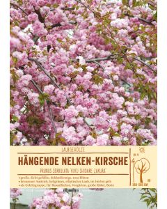 Sortenschild, Prunus serrulata 'Kiku Shidare Zakura'