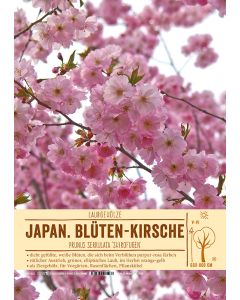 Sortenschild, Prunus serrulata 'Shirofugen'