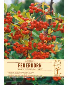 Sortenschild, Pyracantha coccinea 'Orange Charmer'