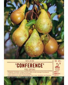 Sortenschild, Pyrus communis 'Conference'