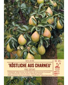 Sortenschild, Pyrus communis 'Köstliche aus Charneux'