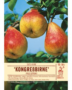 Sortenschild, Pyrus communis 'Kongreßbirne'
