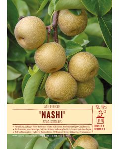 Sortenschild, Pyrus communis 'Nashi'