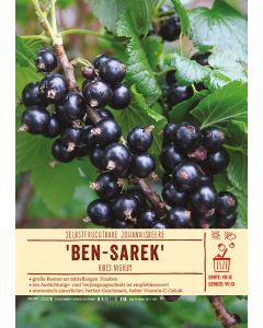 Sortenschild, Ribes nigrum 'Ben-Sarek'