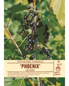 Sortenschild, Ribes nigrum 'Phoenix'