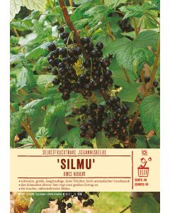Sortenschild, Ribes nigrum 'Silmu'