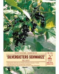 Sortenschild, Ribes nigrum 'Silvergieters Schwarze'
