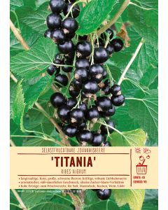 Sortenschild, Ribes nigrum 'Titania'