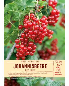 Sortenschild, Ribes rubrum