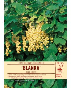 Sortenschild, Ribes rubrum 'Blanka'