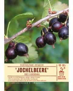 Sortenschild, Ribes rubrum 'Jochelbeere'
