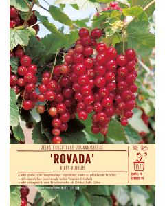 Sortenschild, Ribes rubrum 'Rovada'