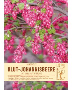 Sortenschild, Ribes sanguineum 'Atrorubens'