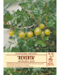 Sortenschild, Ribes uva-crispa v. sativum 'Reverta'