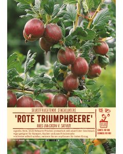 Sortenschild, Ribes uva-crispa v. sativum 'Rote Triumphbeere'
